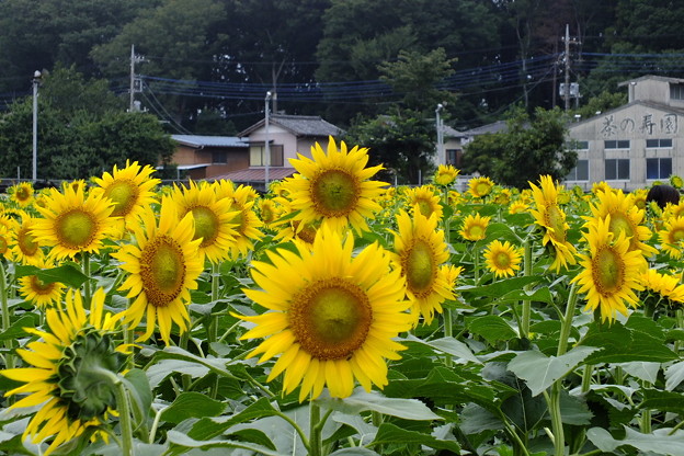 DSCF0071