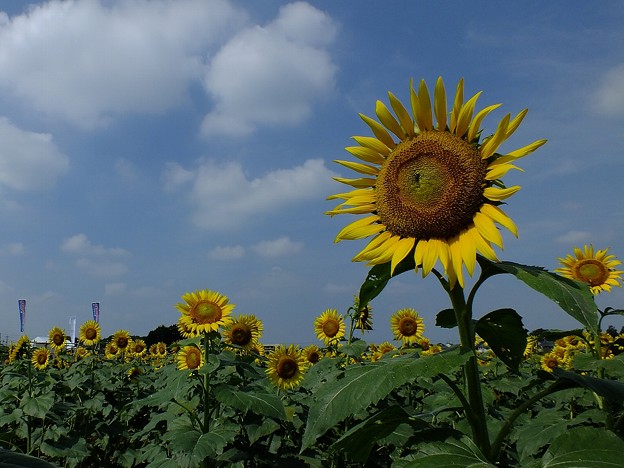 DSCF0018