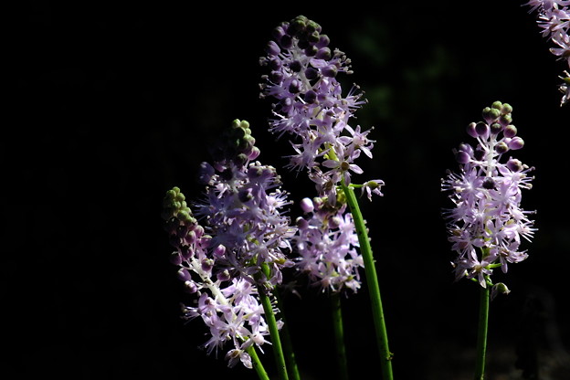 DSCF0224