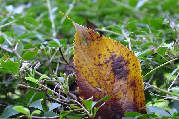 DSCF0055