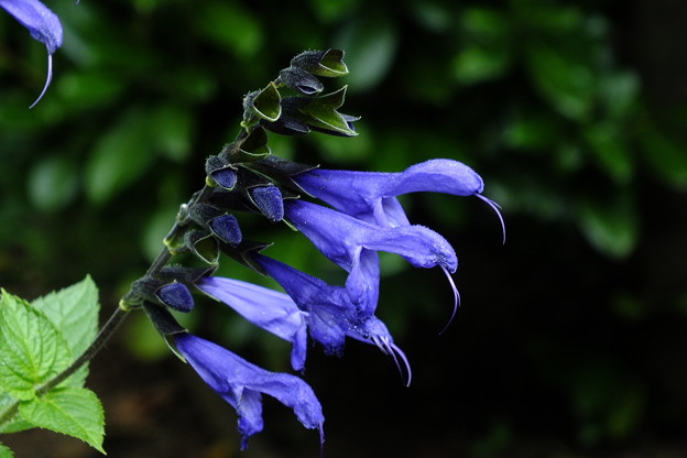 DSCF0130