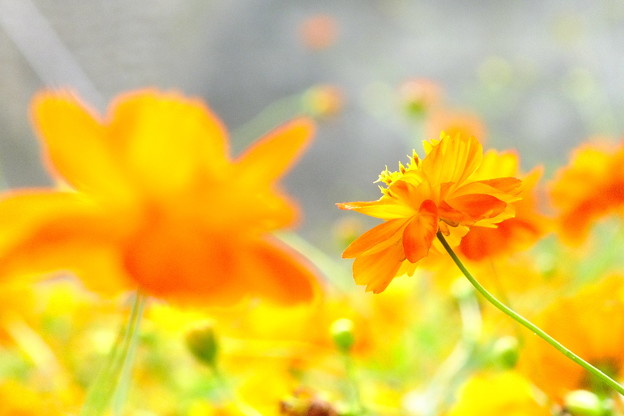 DSCF0041