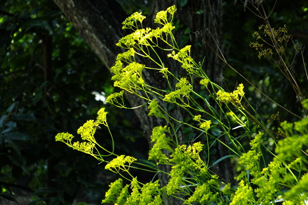 DSCF0250