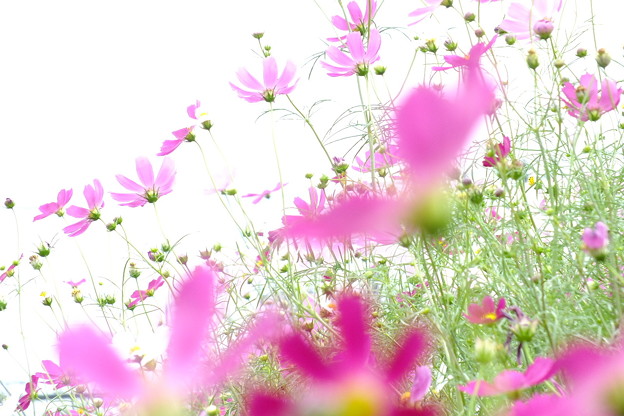 DSCF0734