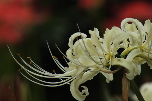 DSCF0923