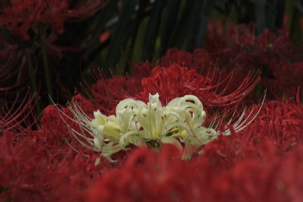 DSCF0032