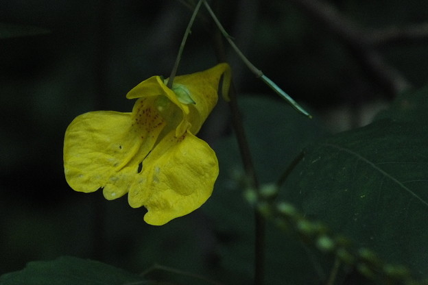 DSCF0233