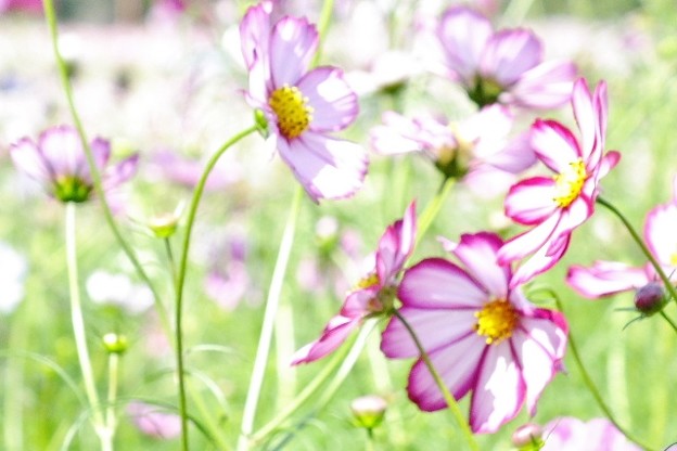 DSCF0218