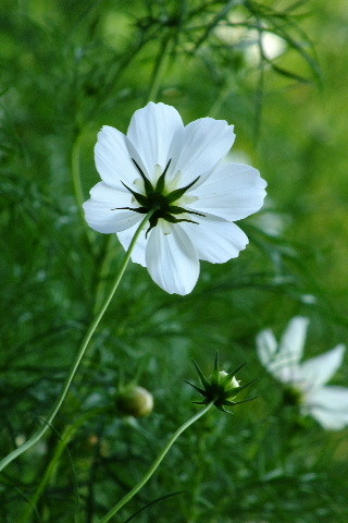 DSCF0421