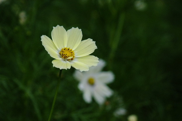 DSCF0611