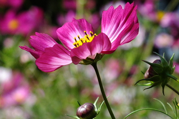 DSCF0267