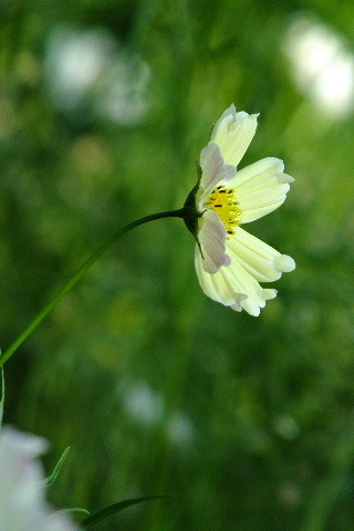 DSCF0428