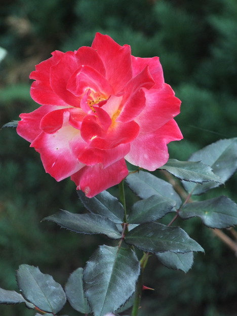 DSCF0405