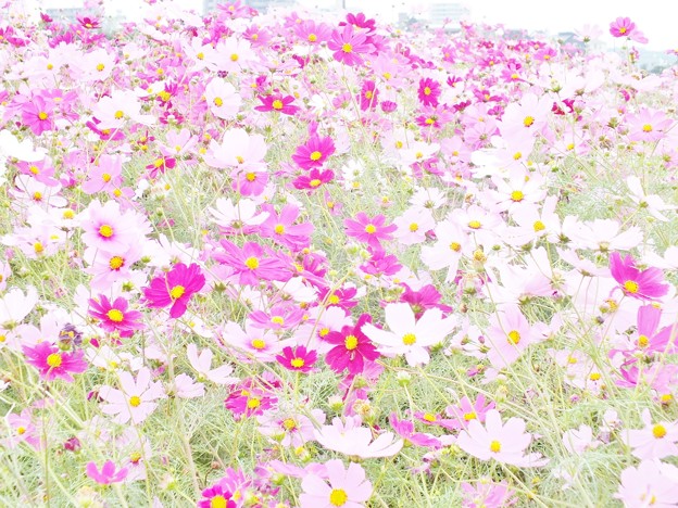 DSCF0150