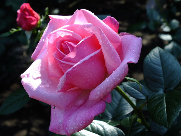 DSCF0312