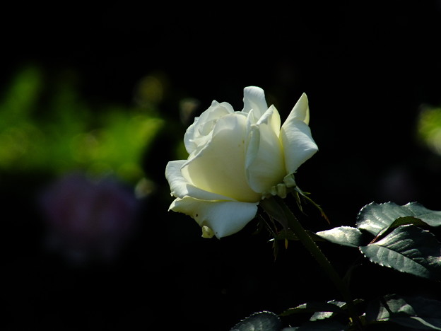 DSCF0419