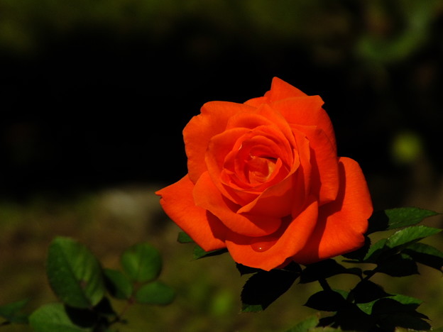DSCF0029