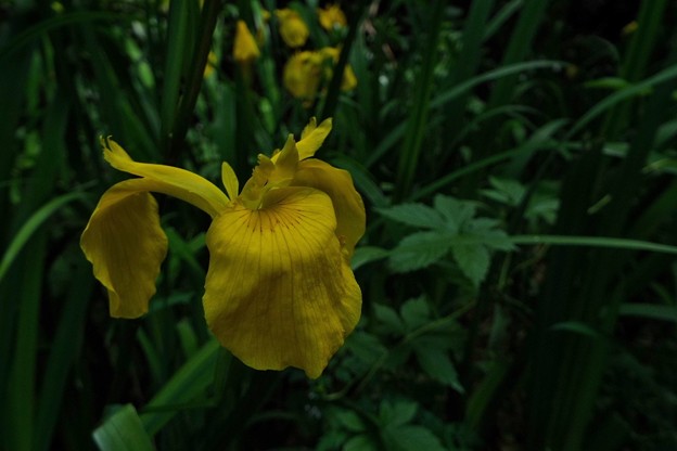 DSCF0025