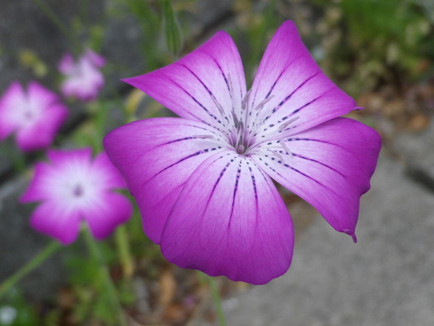 IMGP0098