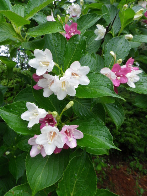 IMGP0447