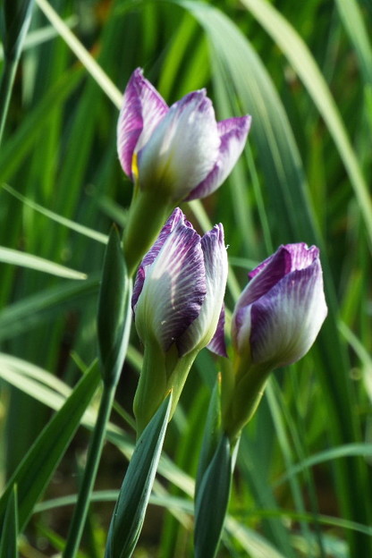 DSCF0544