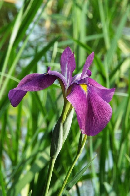 DSCF0552