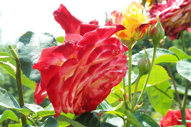 DSCF0215