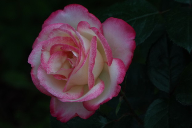 DSCF0434