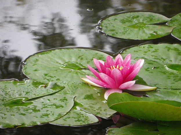 IMGP0068