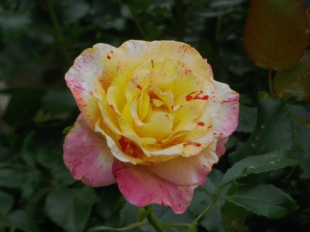 IMGP0198
