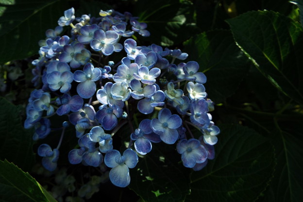 DSCF0559