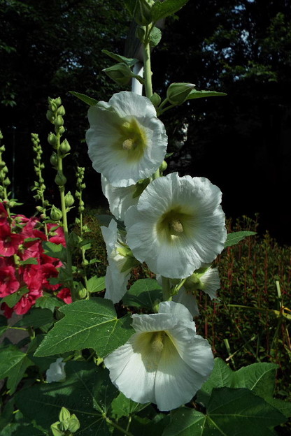 DSCF0448