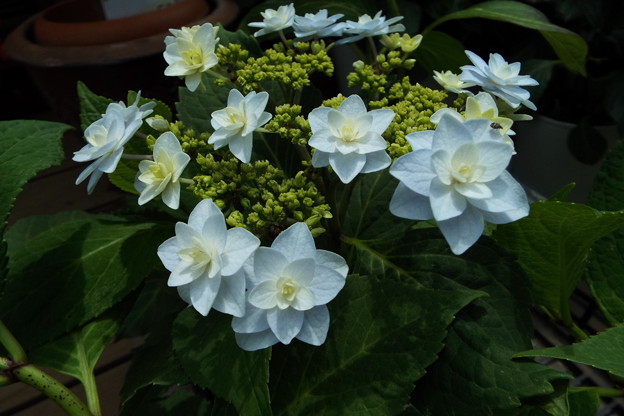 DSCF0267