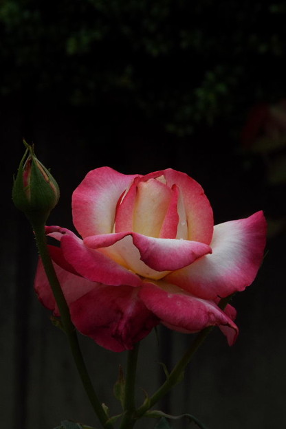DSCF0536