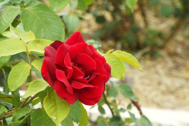 DSCF0544