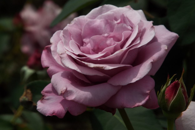DSCF0509