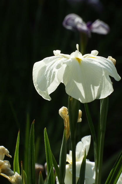 DSCF0789