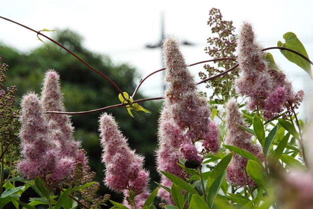 DSCF0693