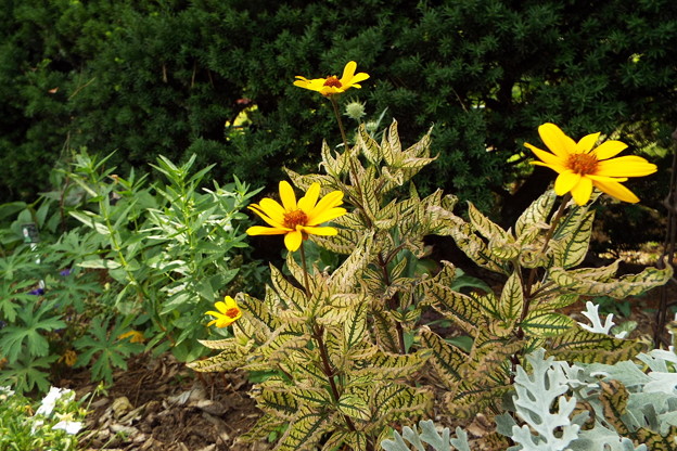 DSCF0656