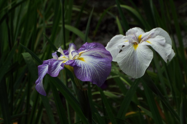 DSCF0094