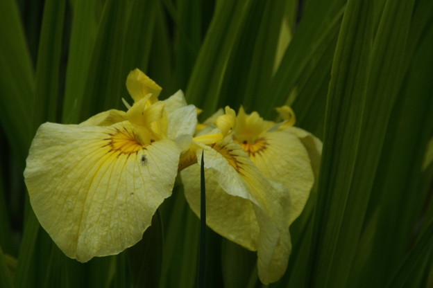 DSCF0008