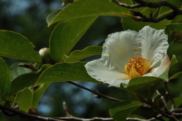 DSCF0145