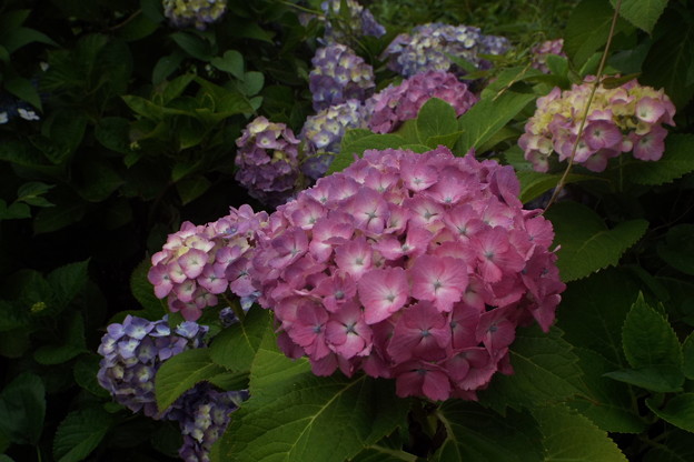 DSCF0401