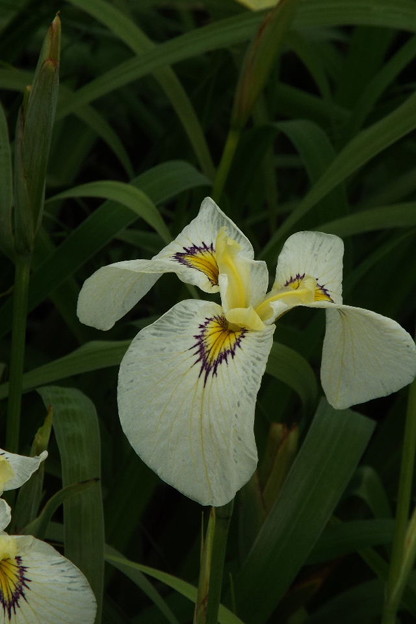 DSCF0545