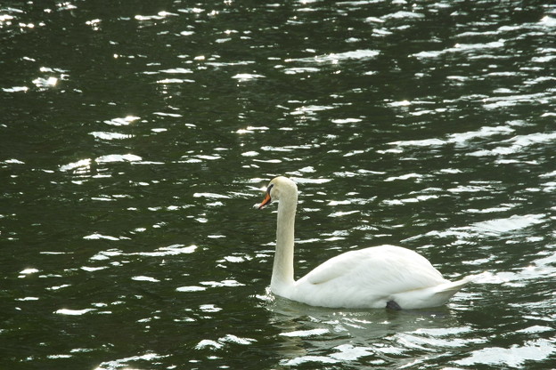 DSCF0201