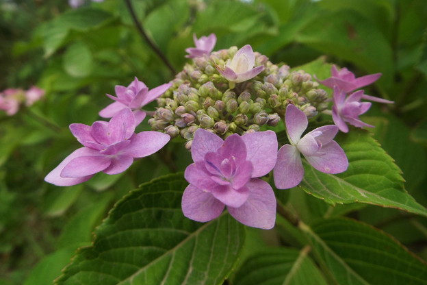 DSCF0242