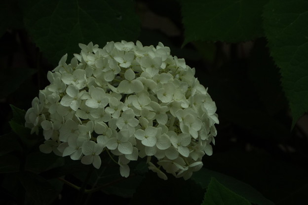 DSCF0260