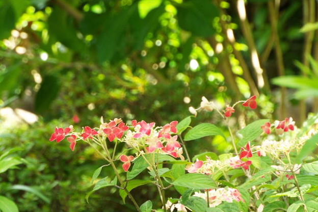 DSCF0292 (1280x853)
