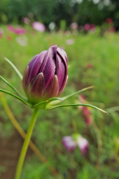 DSCF0468 (853x1280)