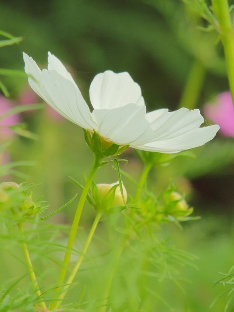 DSCF0546 (960x1280)